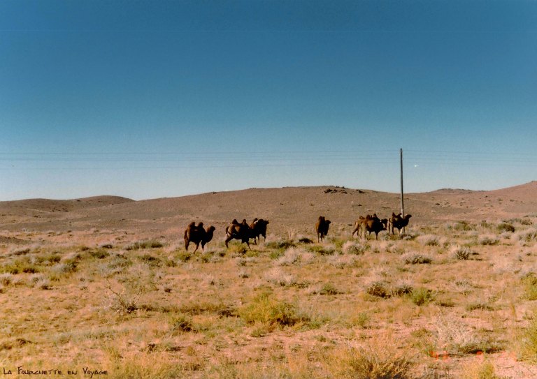 Chameaux errants Mer d'Aral