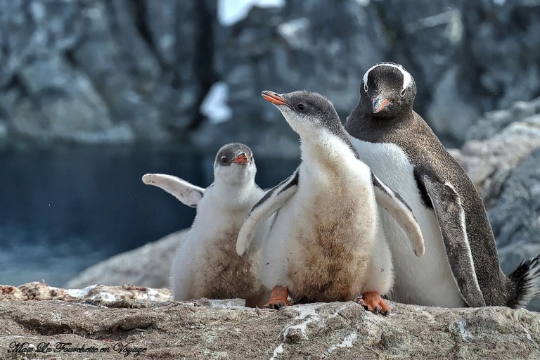 Antarctique HDR42w.jpg