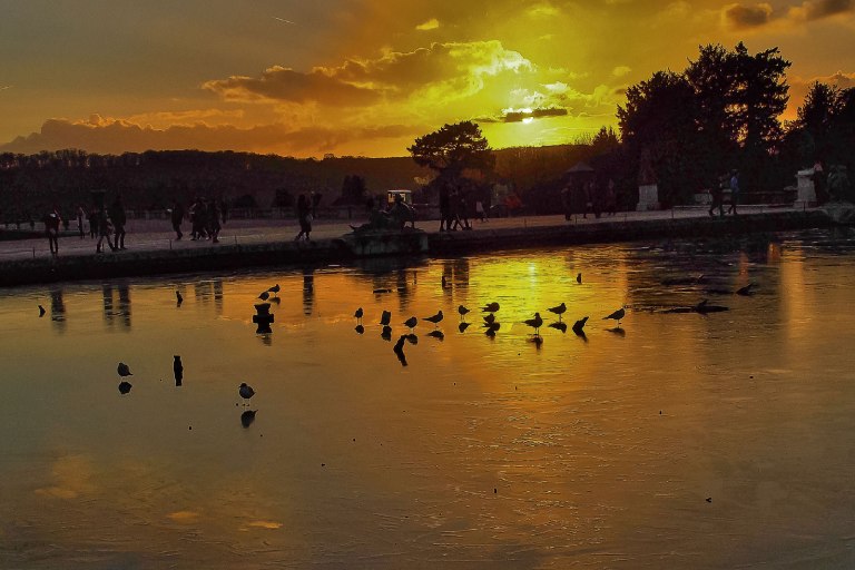 mouettes-qui-patinent-au-couchant-w