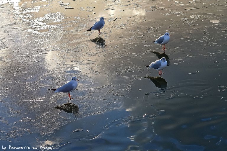 versailles-les-jardins-au-soleil-couchant-en-janv-17-5-w